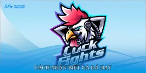 Cách nhận biết gà đá hay