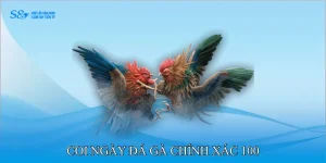 Coi ngày đá gà chính xác 100