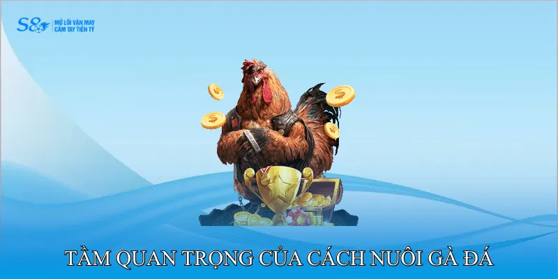 Tầm Quan Trọng Của Cách Nuôi Gà Đá Chân Mạnh