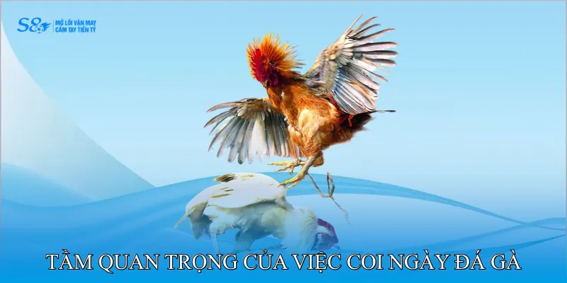Tầm Quan Trọng Của Việc Coi Ngày Đá Gà Chính Xác 100
