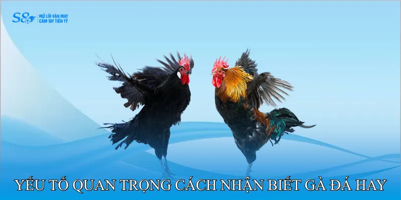 Các Yếu Tố Quan Trọng Cách Nhận Biết Gà Đá Hay